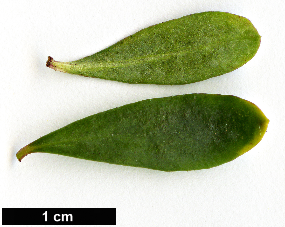High resolution image: Family: Thymelaeaceae - Genus: Daphne - Taxon: ×reichsteinii (D.alpina × D.petraea)